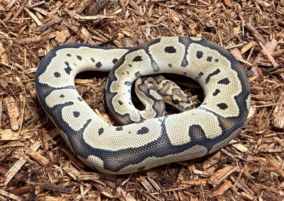 animal image
