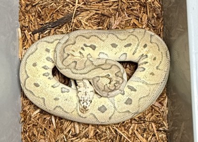 animal image