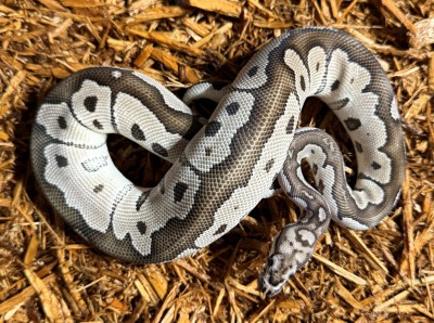 animal image