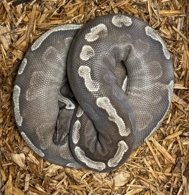 animal image