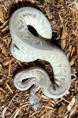 animal image