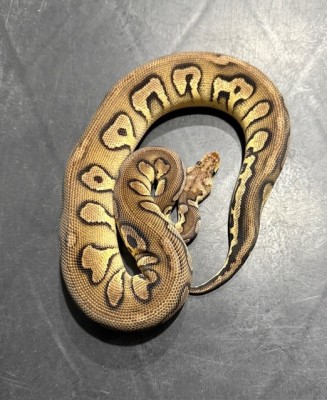 animal image