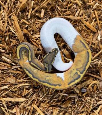 animal image