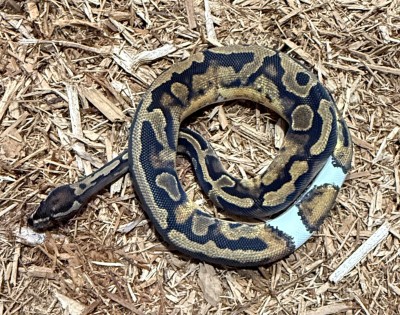 animal image