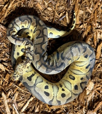 animal image