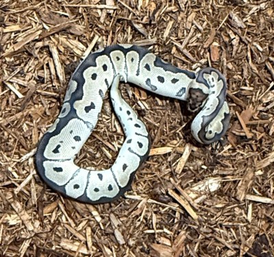 animal image