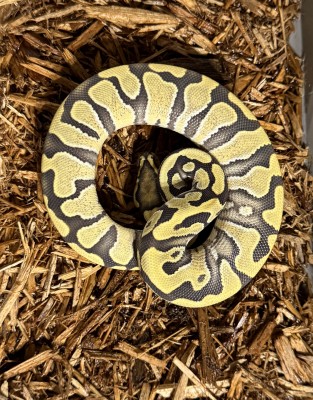 animal image