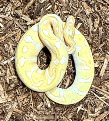 animal image