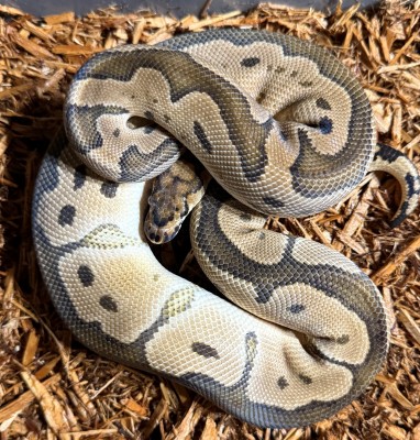 animal image