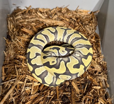 animal image