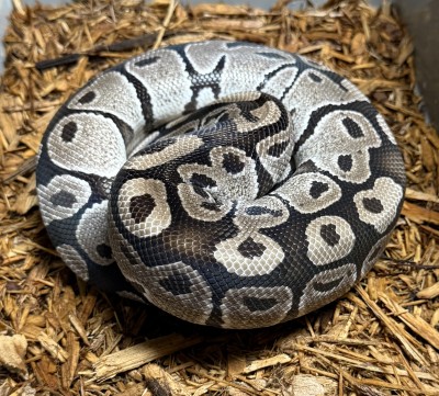 animal image