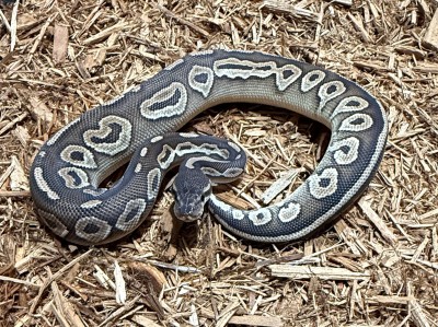 animal image