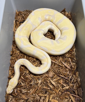 animal image