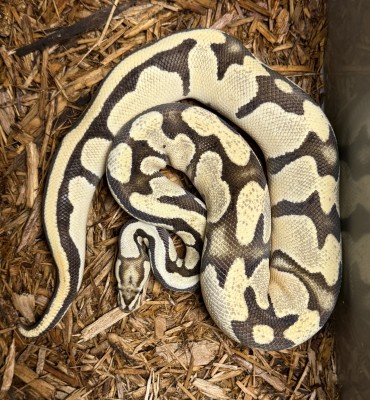 animal image