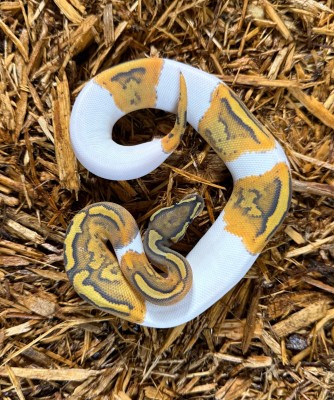 animal image
