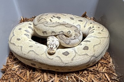 animal image