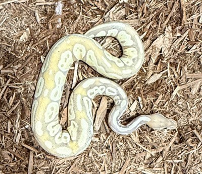 animal image