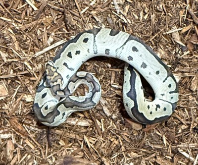 animal image