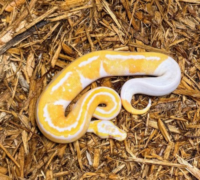 animal image