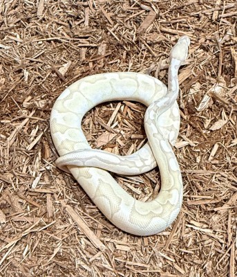 animal image