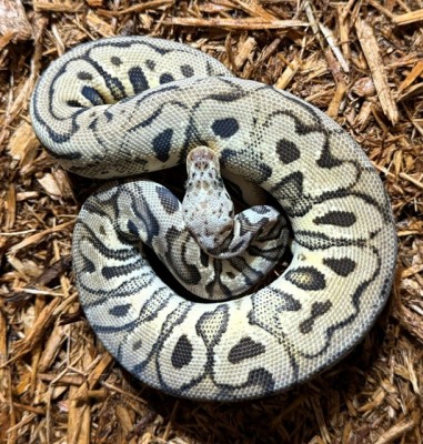 animal image