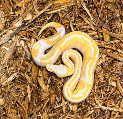 animal image