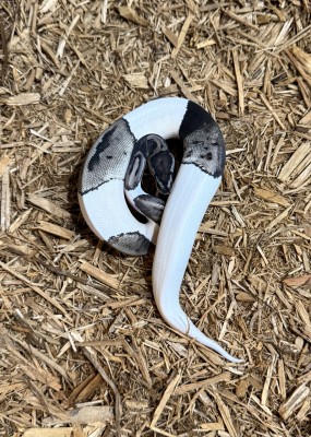 animal image