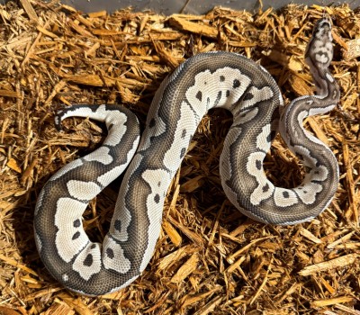animal image