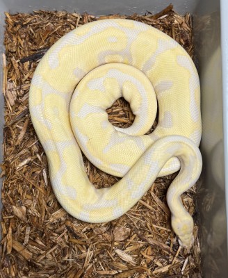 animal image