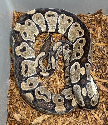 animal image