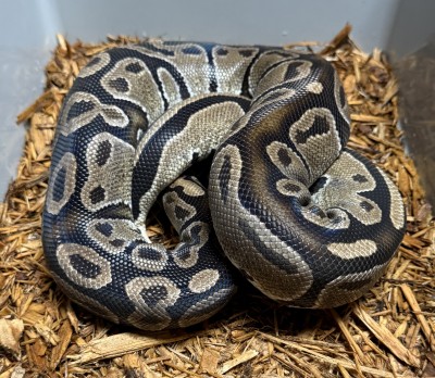 animal image