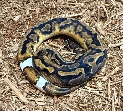 animal image