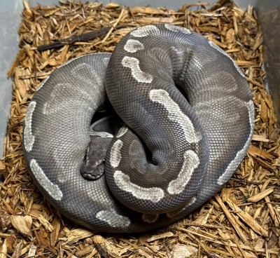 animal image