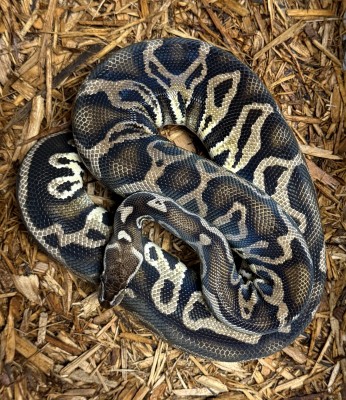 animal image