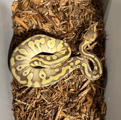 animal image