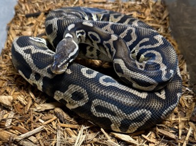 animal image