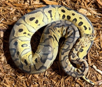 animal image