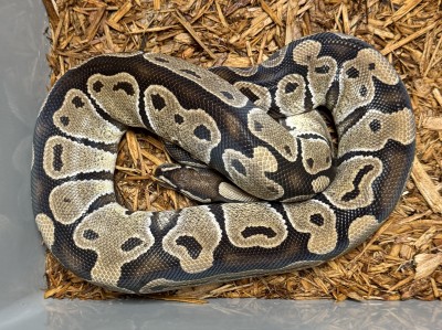 animal image