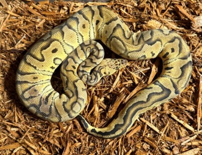 animal image
