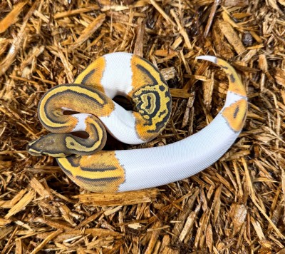 animal image