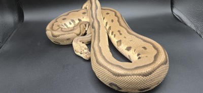 animal image