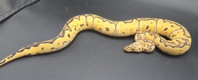 animal image