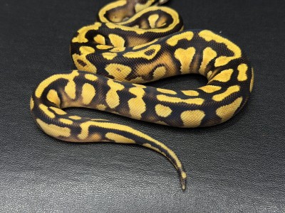 animal image