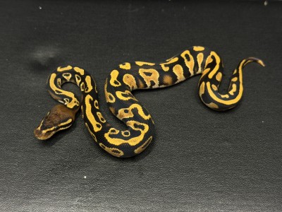 animal image