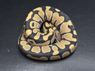 animal image