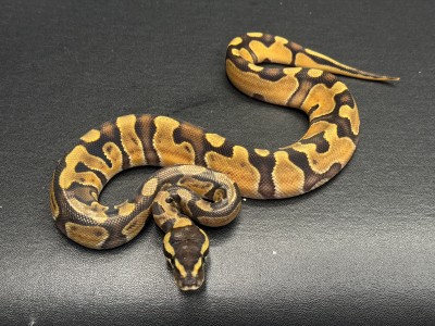 animal image