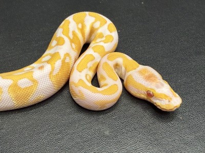 animal image
