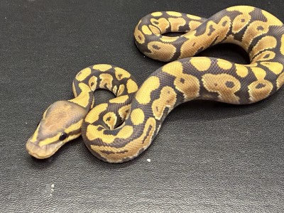 animal image