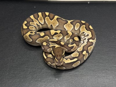 animal image