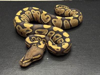 animal image